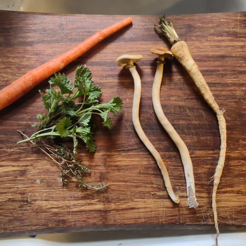 pinkmakescomics's tweet image. What do you do when garden bed prep finds one (1) left over parsnip, and your fungi block gives you a flush of two (2) mushrooms? You make the world's tiniest pot of soup...

#kitchenwitch #growlocal #growityourself #highaltitudegardening #eatsomenettles instagr.am/p/CsWsDmzL0Fo/