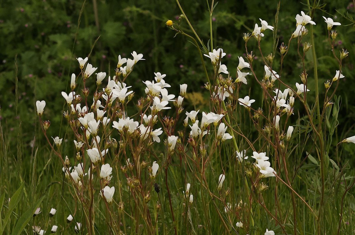The recent rain has helped the #wildflowers in our front #lawn. #Boreham #Essex #VC19; 32 plant species currently; images of Field Clary, Ragged Robin &amp; Meadow Saxifrage #wildlifephotography <a href="/bc_cambs_essex/">BC Cambs and Essex</a> <a href="/EssexWildlife/">Essex Wildlife Trust</a> #NoMowMay <a href="/essexbna/">BNAEssex</a> <a href="/EssexFieldClub/">Essex Field Club</a>