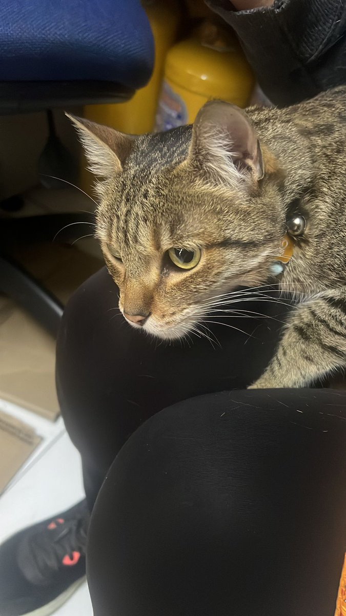 Pareeeeennnn todo... ¡APARECIÓ DON KIKO!
Nuestro guardian <a href="/urosario/">URosario</a> volvió a casa. Si lo ven, por favor, consiéntanlo.