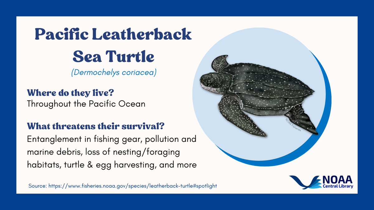 In honor of #EndangeredSpeciesDay this Friday, we'll be highlighting some of the #EndangeredSpecies our librarians have researched in the past. We'll also share related publications from the #NOAARepository.

First up: Pacific Leatherback #SeaTurtles!