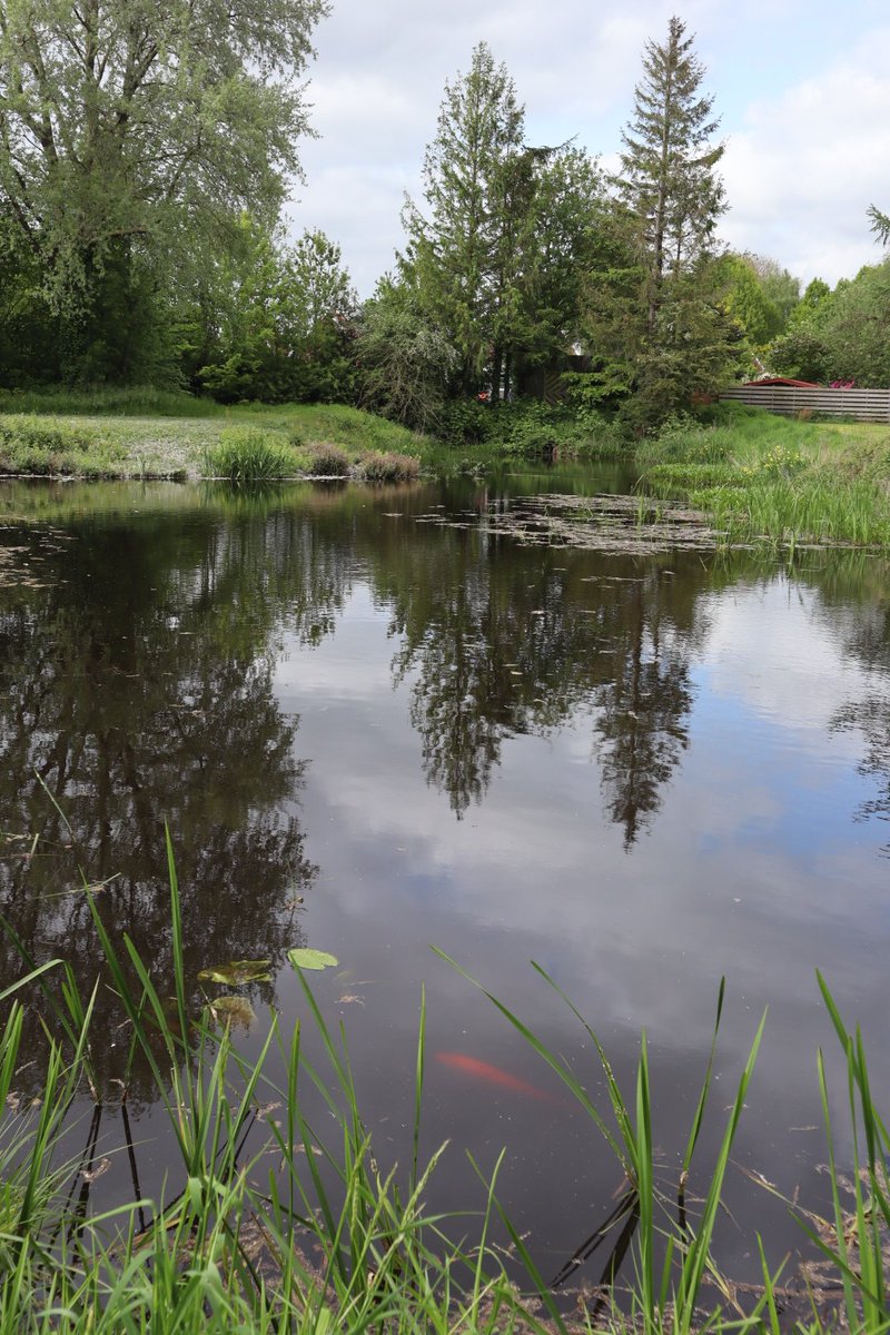 NelleBloem's tweet photo. #watisdat #wandelen #photo #natuur
Ik loop zovaak langs deze vijver,zie ik opeens een enorme oranje vis.
Vrijgelaten uit de kluiten gewassen goudvis? of oranje karper?🤷 https://t.co/bXjEI0MA8O