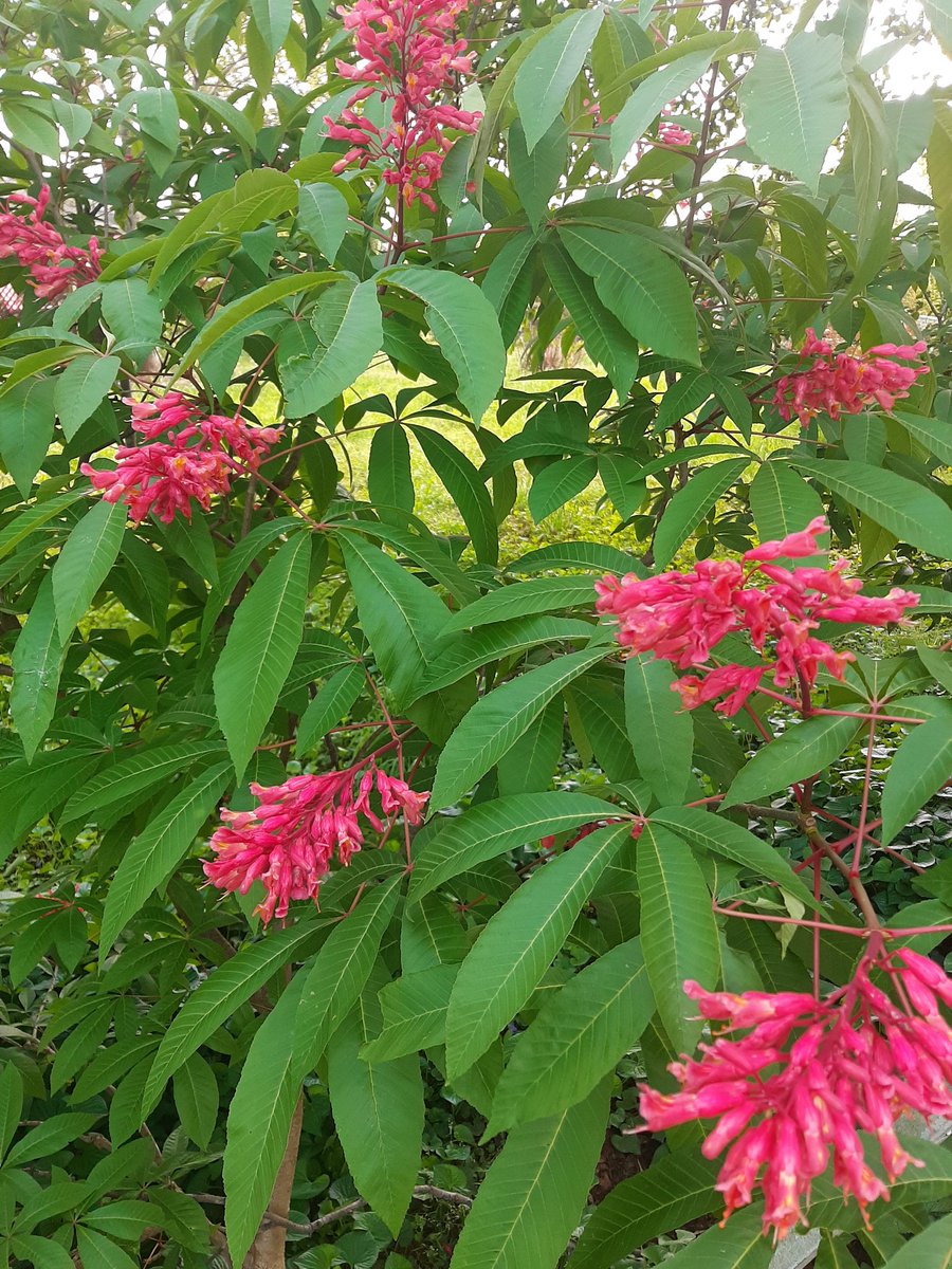 BHSVisualArt's tweet photo. @Cheekwood This red buckeye that grows in my middle TN garden was grown from a buckeye my neighbor's tree dropped. https://t.co/HzcrHth8Yh