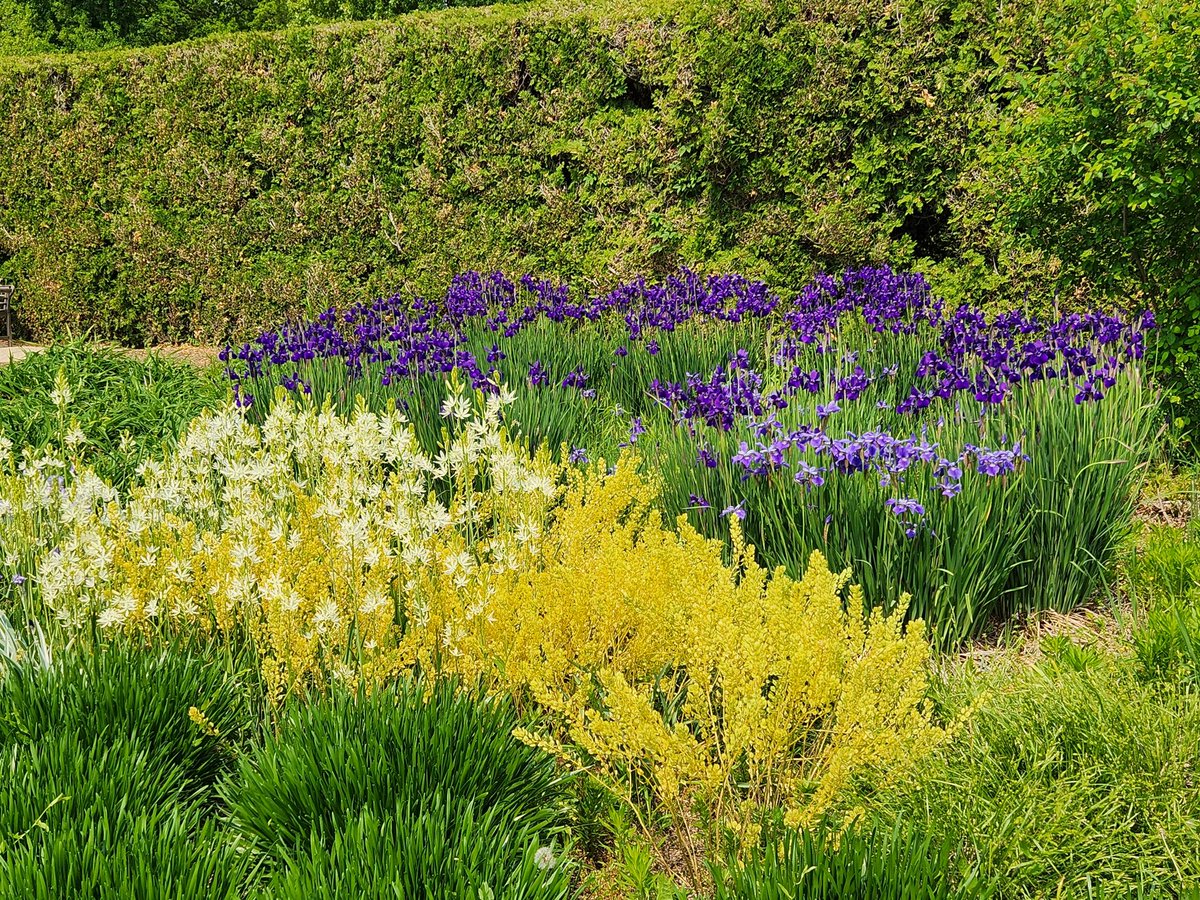 Yet another use for #pennycress a pop of landscape color mixed with iris. @IPREFER_CAP <a href="/WIUAg/">WIU School of Agriculture</a>