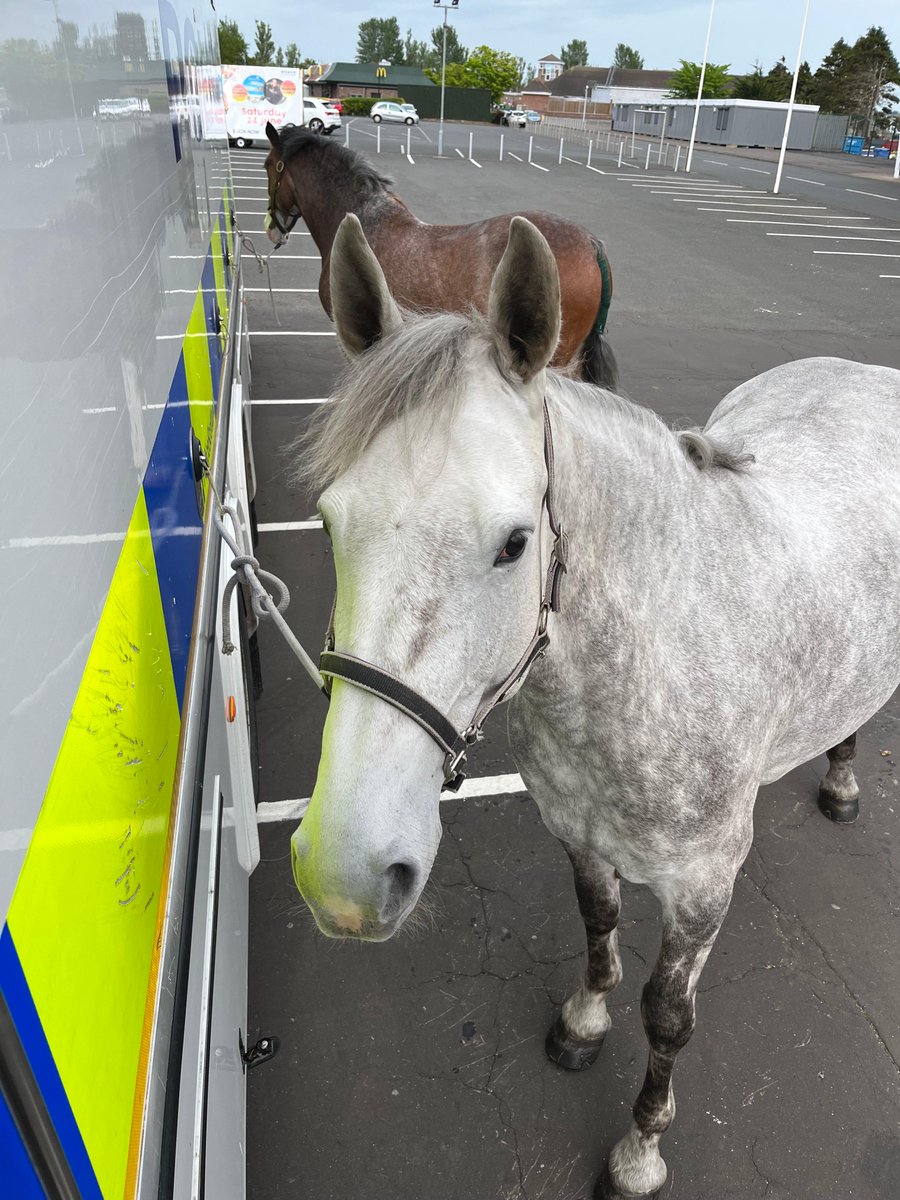 PSOSHorses's tweet photo. PH Islay and PH Abercorn enjoyed their patrol of Ayr today. Islay is one of our horses in training, a 7yr old Irish Sports Horse and is proving to be a very good police horse so far. #MaresOnPatrol #NeighBother ๐ด๐ด https://t.co/WBM3YpAw1R