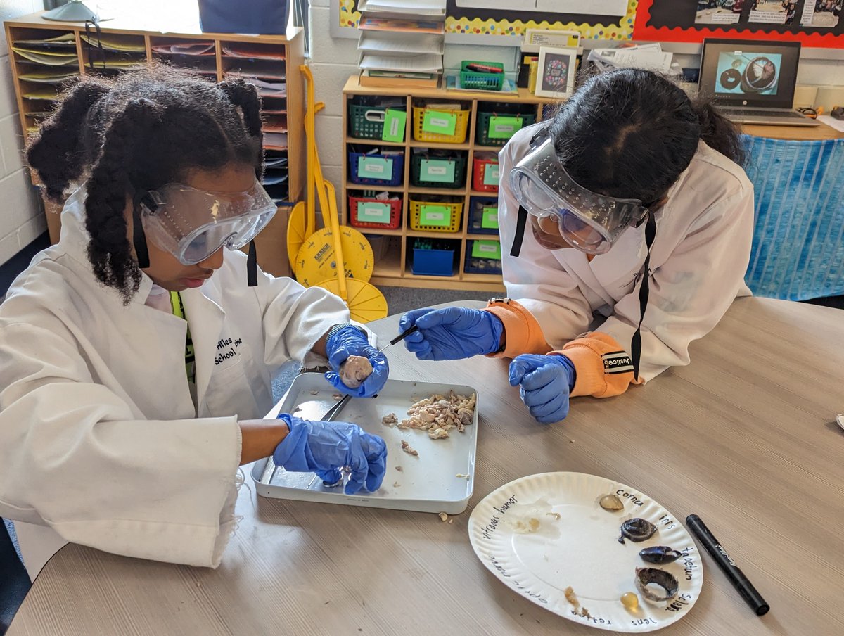 Day #2 of Dissecting = Amazing!  <a href="/SPES_Eagles/">Springwoods ES</a> @MrsGio5thSPES @PWCSGiftedEd