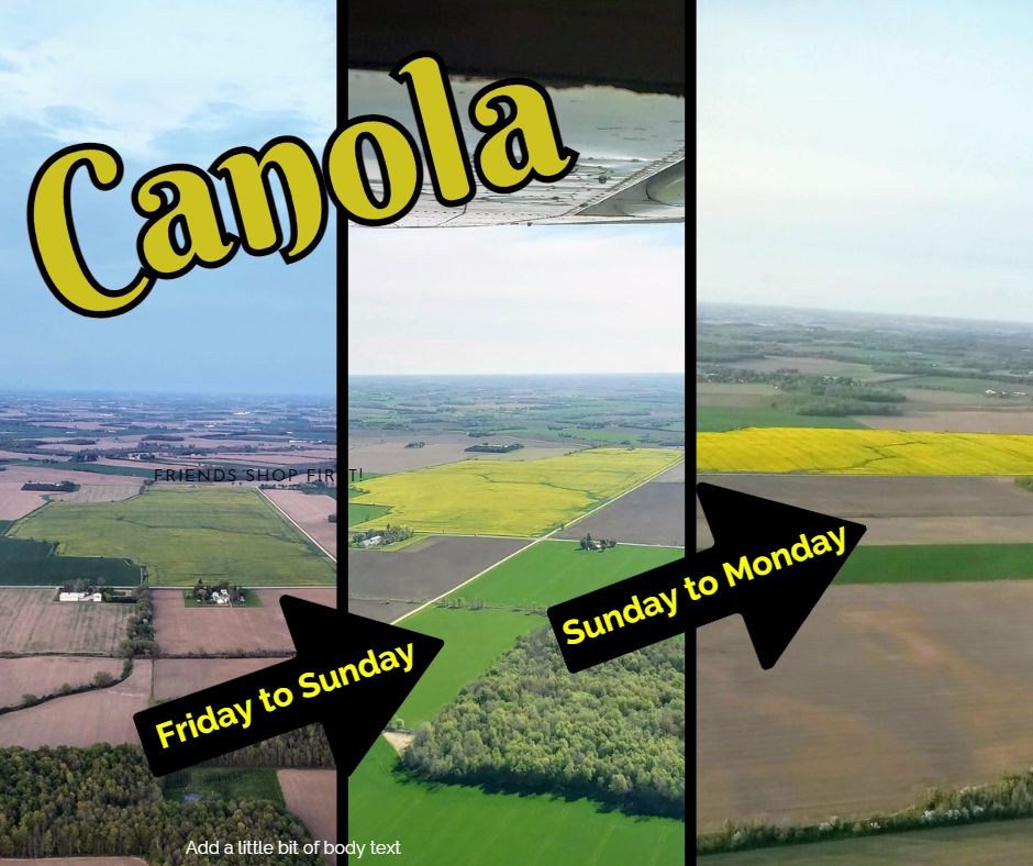 Pictures of a canola field ripening near Vanastra, taken this past Friday, Sunday, and Monday.  #ontarioswestcoast #ontarioagriculture #canolafields