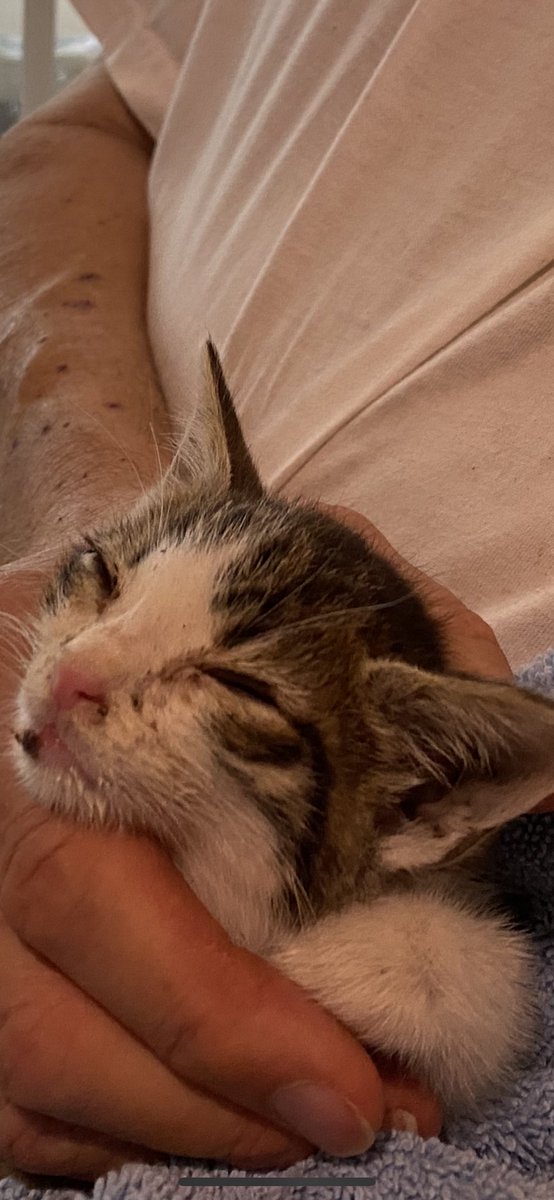CosmicJane1's tweet photo. Guys please 🙏 pray the kitten is in ICU at the vet. It has a low body temperature 🤒 🙏 #pawcircle #pray #kittenhelp https://t.co/2qFAFymcTu