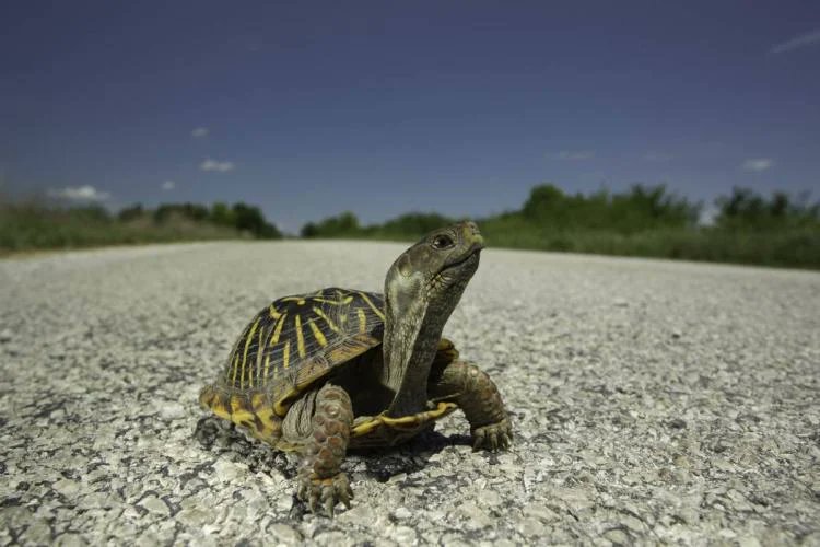 's tweet image. Watch out for turtles crossing roads this spring as they look for food and mates. More at mdc.mo.gov/newsroom/mdc-s…