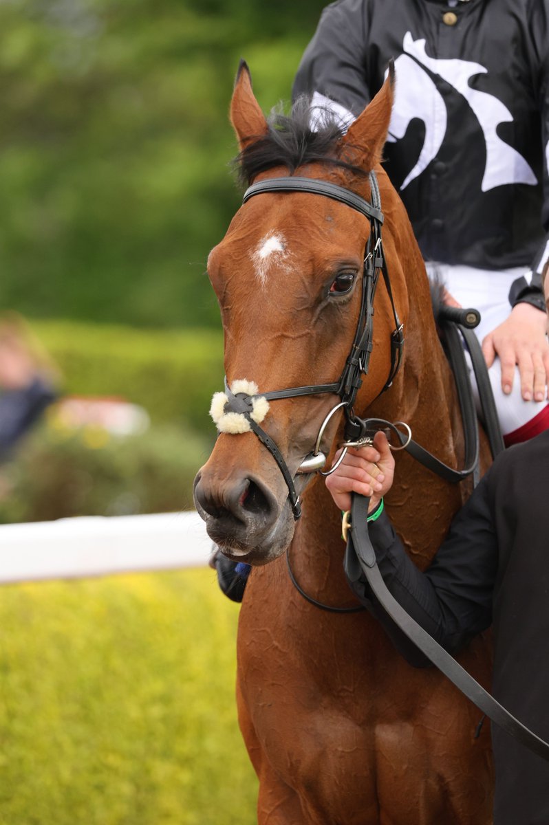 Ma Belle Artiste (by @coolmorestud Zoffany) getting up on the line to win at @KillarneyRaces  yesterday for @MyRacehorseUK and @JosephOBrien2 under @HughHorgan 😊 

@IrishEBF_ @Josephobrienfa1