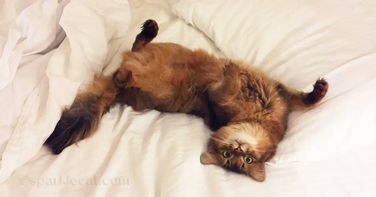 sparklecat's tweet image. Have you ever watched a cat and wished you could relax like we do? It's possible, and I have the steps for you right here: buff.ly/395py8i #cats #catlessons #catlovers