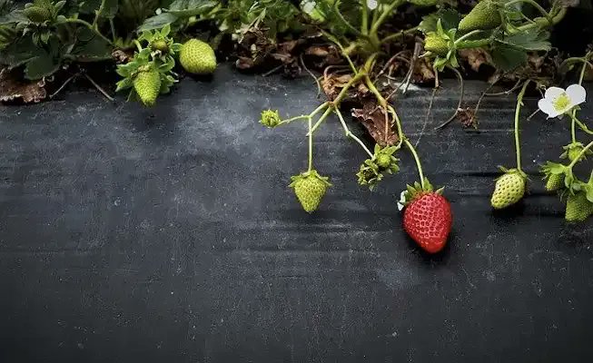 GlobalPlantGPC's tweet photo. Researchers identify a new protein that controls the production of strawberries’ red color https://t.co/ihBtXgpvNu via @CordobaCiencia #plantscience https://t.co/C8POdquT1l