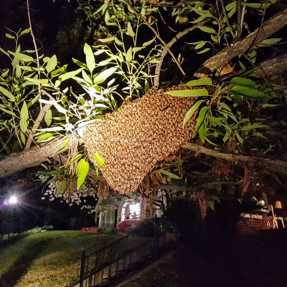 FoxhoundBeeCo's tweet photo. 🎵 Oh, Christmas bee
Oh, Christmas bee 🎵 

#beekeeping #honey #beekeeper  #bees #homegrown #homestead #urbanbeekeeping  #buzzing #backyardgoals #instagrambham #savethebees ##ilovenature #beehive #bee #backyardbees #foxhoundbeeco #albeeks #beekeeping101 #alabama #honeybee #swarm https://t.co/rnQtkne3DR