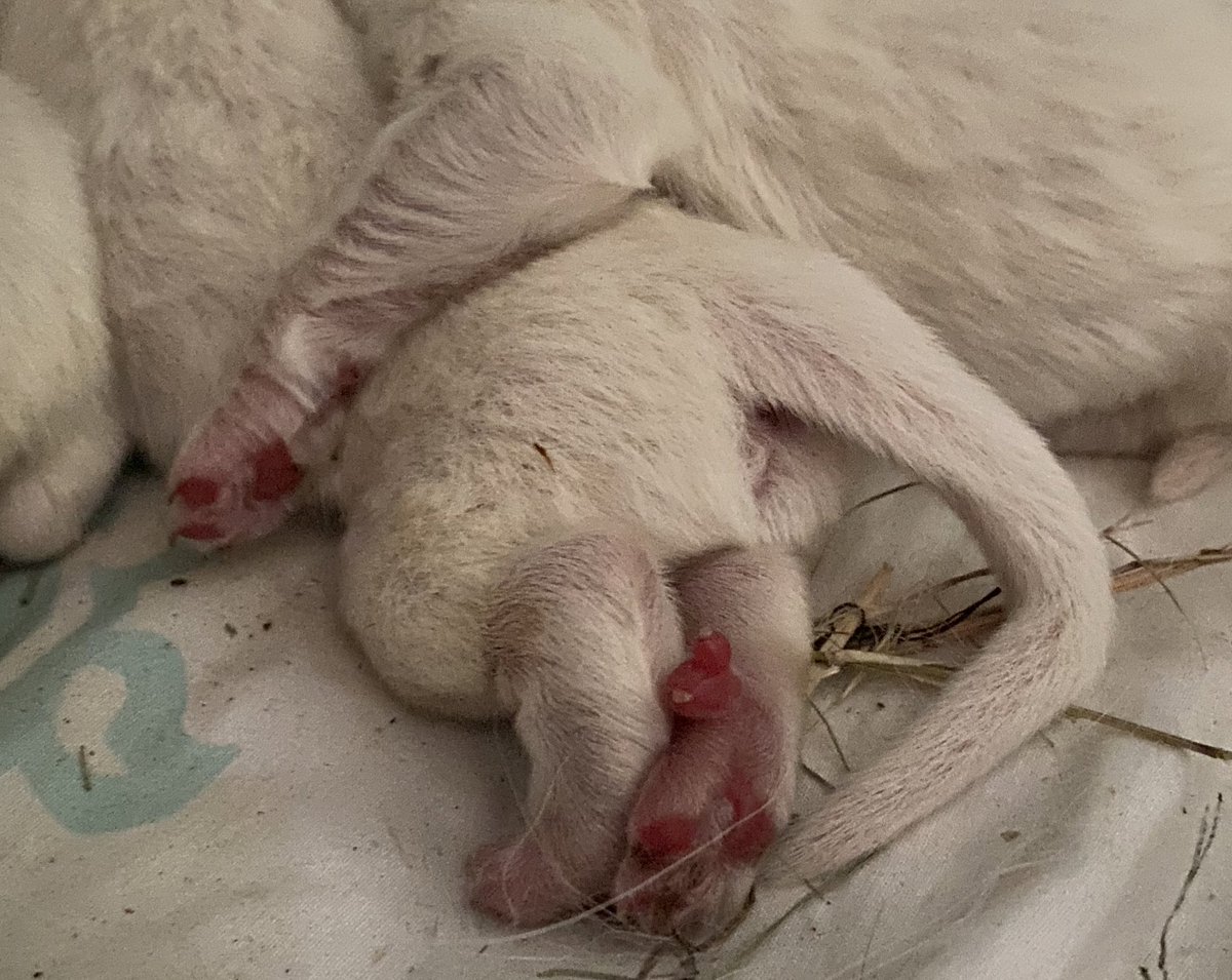 daisy_dazeee's tweet photo. Newborn puppy paws 😭 I’m obsessed https://t.co/8jgTuBbj0i