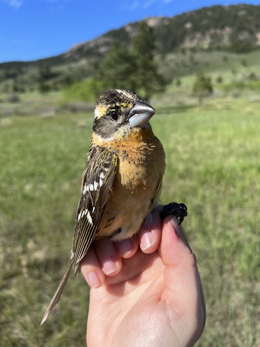 Swabbing for pollen and banding with a great team today! <a href="/CSU_Ecology/">CSU_Ecology</a> <a href="/CSU_FWCB/">CSU Fish, Wildlife, and Conservation Biology</a> beautiful bird shots by @Vireos_etc #fieldwork #banding #ornithology