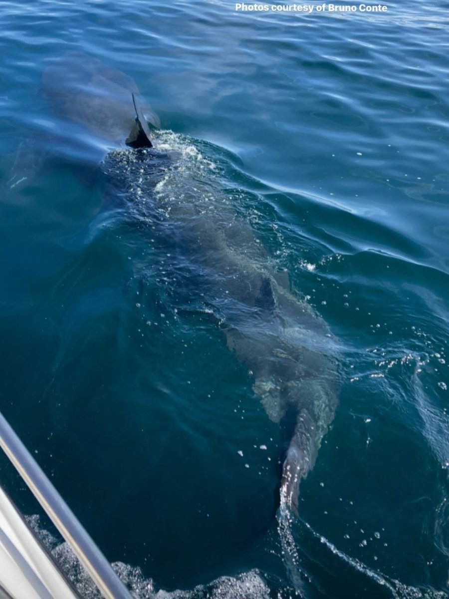 Baskytastic tweet media