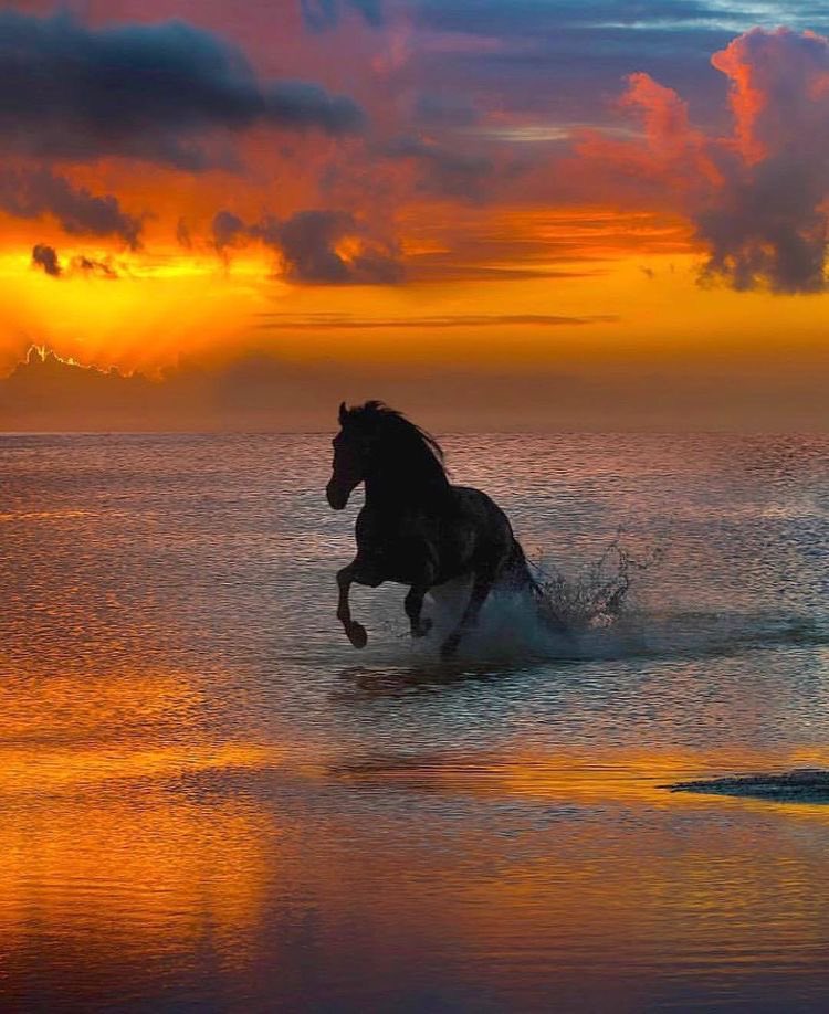 A man on a horse is spiritually, as well as physically, bigger then a man on foot.

John Steinbeck