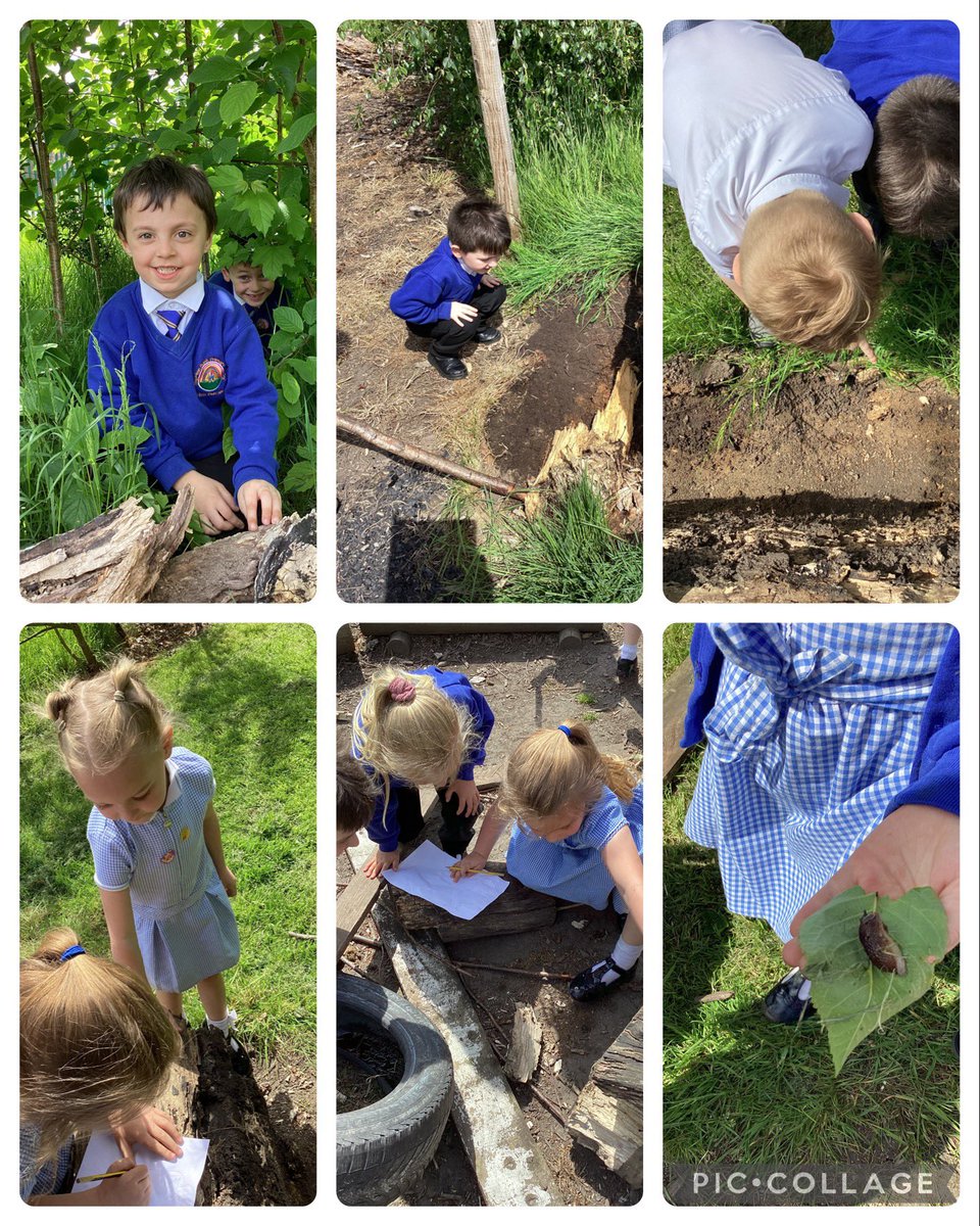 This afternoon, we collected and recorded our own data during a minibeast hunt!🔎🐛 The children represented their data digitally by creating graphs using NCES Kids’ Zone #computing #datahandling @MertonBankP