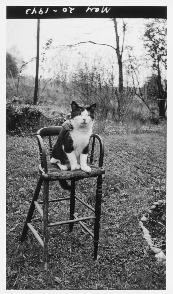 Birthday kitty! Photographed in 1943 on his 20th birthday – Rudy would have been 100 years old today!
#MustLoveCats #CatsOfTwitter 
Chester Eisenhuth (1910-1995), “Rudy, on his 20th birthday, May 20, 1943,” dye coupler print , Gift of Mark Goodman, © Chester Eisenhuth