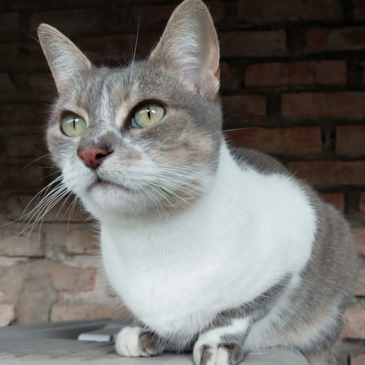 digucker_'s tweet photo. Isn't she a cutie?

#catsofig #catlove #catlife #catsareawesome #cats_of_world #catsofinsta #catsoninstagram #catsofday #catsdaily #lovecats #catsloversworld #instagramcats #instacat #cats_of_day #cats_today https://t.co/iMnMyaXTjH