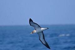 InfoFuerte's tweet photo. Guarda la nuova foto caricata su Pool Fuerteventura Cory's Shearwater le Isole Canarie sono spettacolari https://t.co/XmfW0JWibU