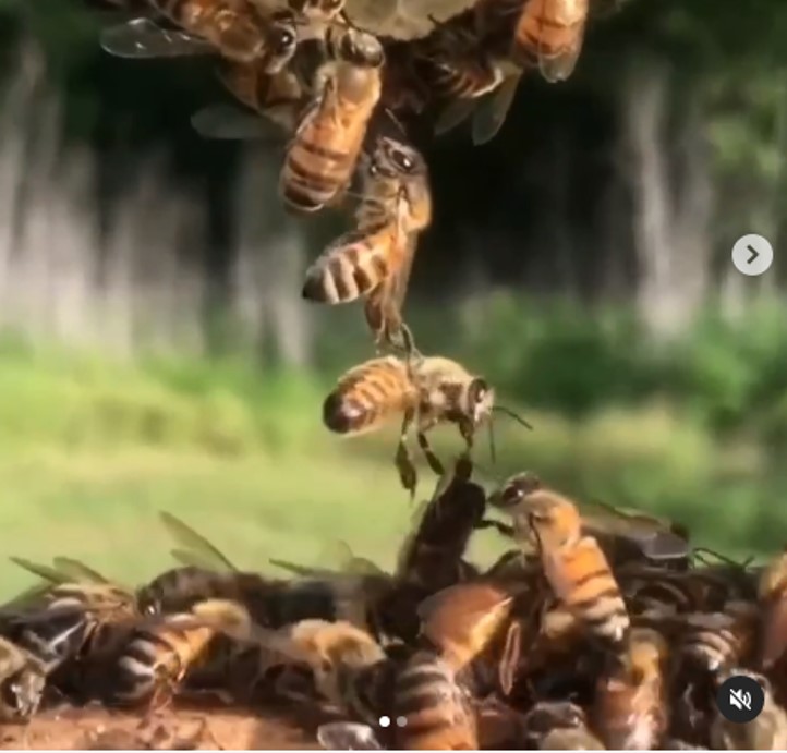 Lo q las abejas realizan forma parte de un ecosistema, en el q se ven beneficiadas diferentes especies, al q incluye a los seres humanos, quienes necesitan de estos animales en su ambiente, de lo contrario, se podrían generar diferentes problemas, por lo q son d vital importancia