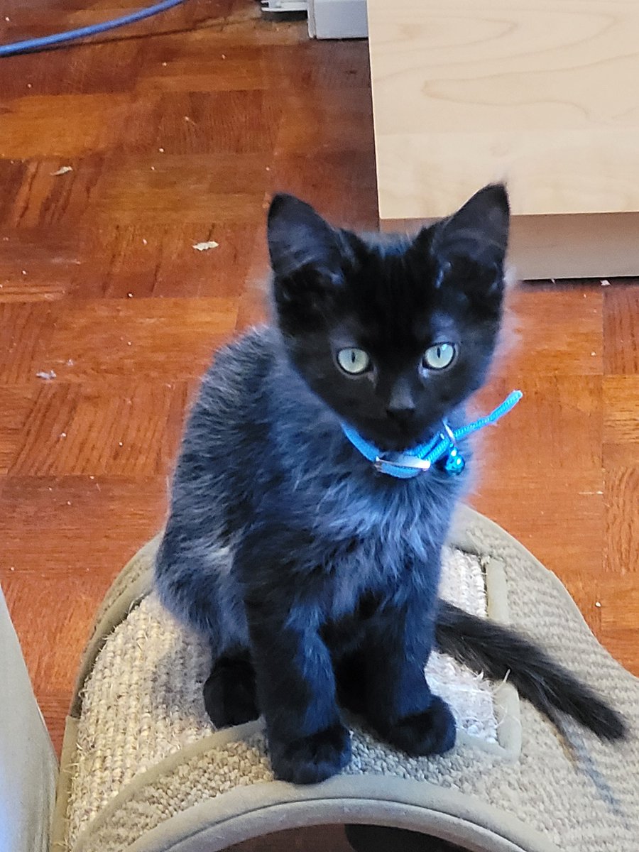 caffeinatedcatz's tweet photo. These little Gremlins are stealing my heart. I think we've settled on calling then Selina Kyle and Oliver Queen. #superheroes #kittens #ohgodmyheart #toocute https://t.co/mJQ7LIPIGq