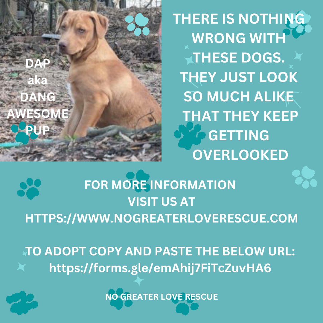 For the next two weeks, don't miss the chance to adopt a beloved brown pooch at a discounted price of $100! 
Unfortunately, certain canine coats are often overlooked, like the lovable brown. Don't let this temporary oversight make you miss out on a loyal furry friend.