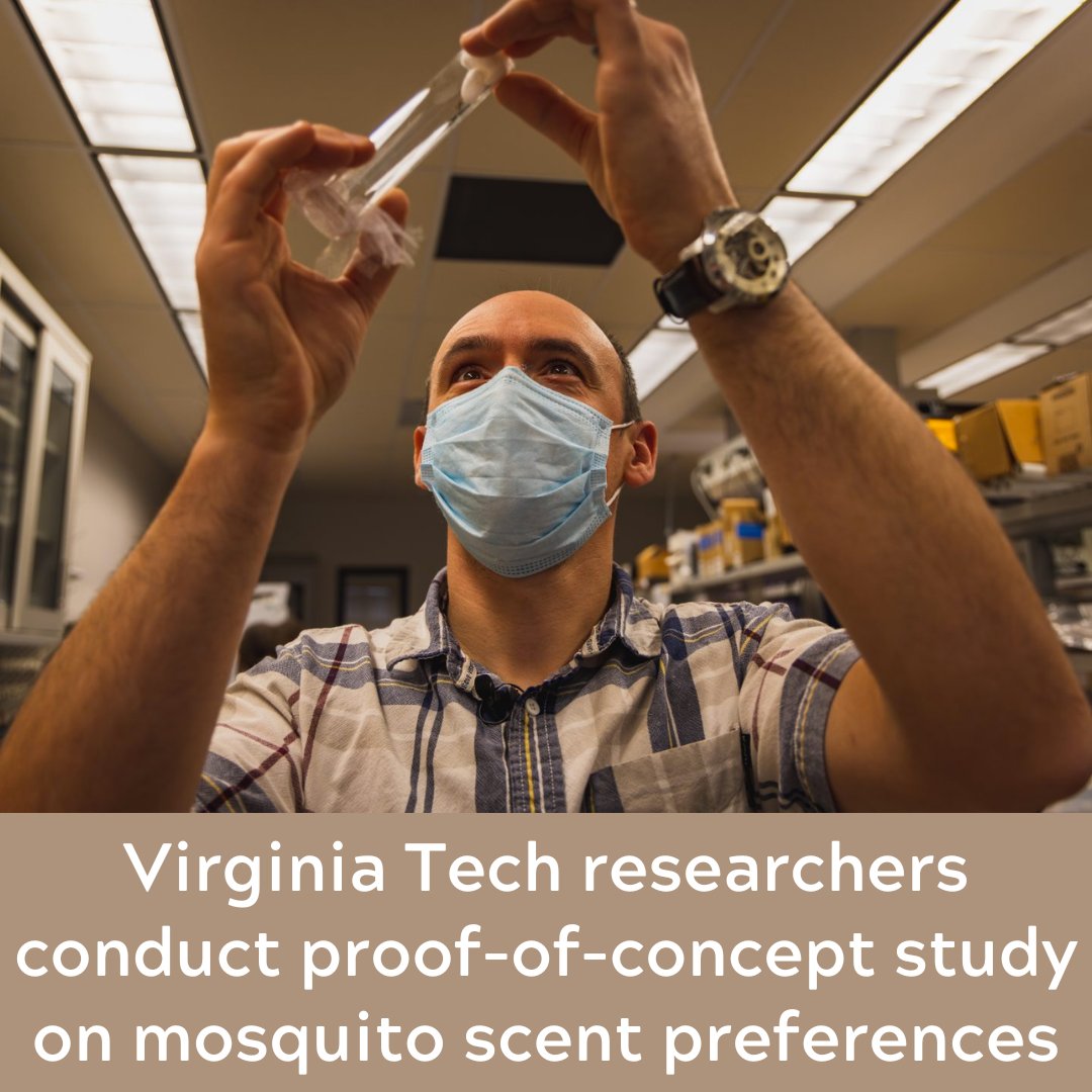 Guess what Hokies?! 
Virginia Tech researchers, including Clement Vinauger, have been researching how the scents we have been using to alter our scents have different impacts on mosquitos.

Read more at: vtx.vt.edu/articles/2023/…

#scienceiscool #cezap #virginiatech