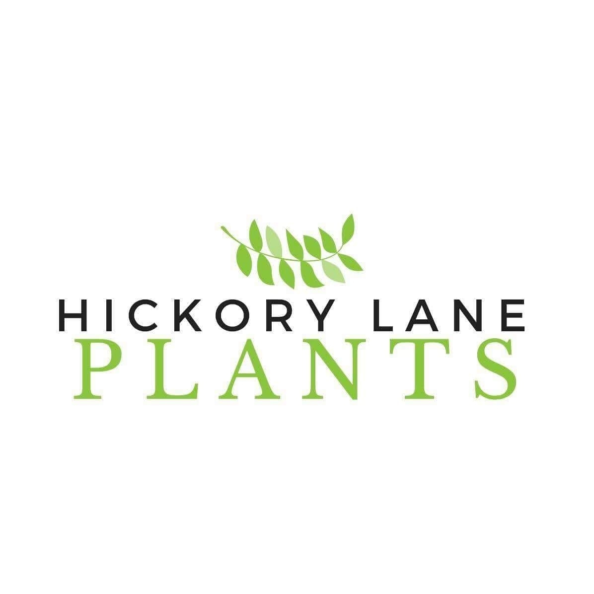 In 1 hour, Hickory Lane Plants will be here!!!

Come plant shop with a pint in hand from 4-7pm!!

#hickorylaneplants #tonight #shopanddrink #plantsale #nixamo #ozarkmo #4by4brewingco