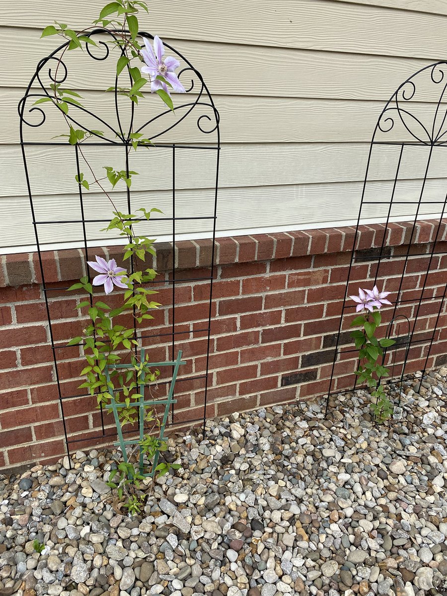Harrison Springs is in full bloom! Our residents and staff are Campus in Color ready. We spent a majority of our afternoon planting and preparing our flowers for our event. 
#TrilogyGrows #GrowWithTrilogy