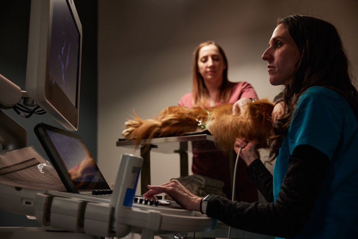 gcvspecialists's tweet photo. At GCVS, we understand how important your furry friends are to you. Our dedicated Cardiology Department has top-notch techniques, such as echocardiograms, electrocardiography, and radiography, to provide comprehensive cardiac care for your pets. https://t.co/zGtJSjiTQ6
