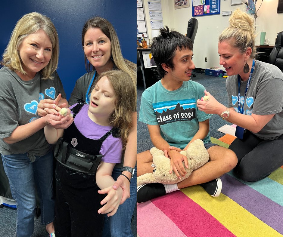 friendswoodisd's tweet image. Witnessing the miracle of life in FHS's Quest class! 🐣 These sweet students experienced a hands-on journey exploring the chicken life cycle, which resulted in nine adorable baby chicks. 🐥✨ #AuthenticLearning