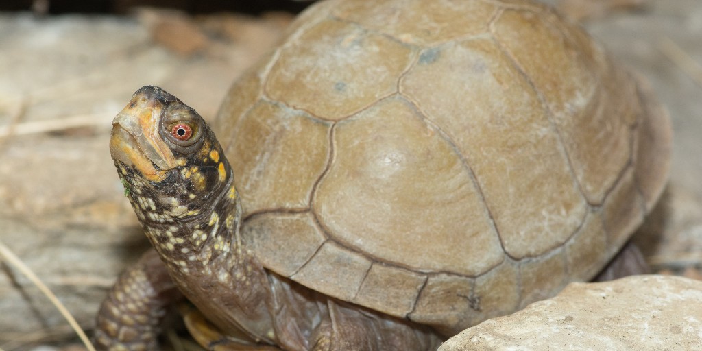 Saint Louis Zoo tweet media