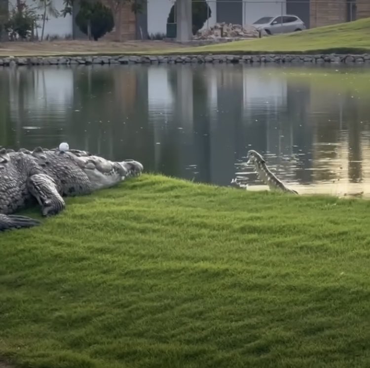 Gonna need a ruling on this ball……