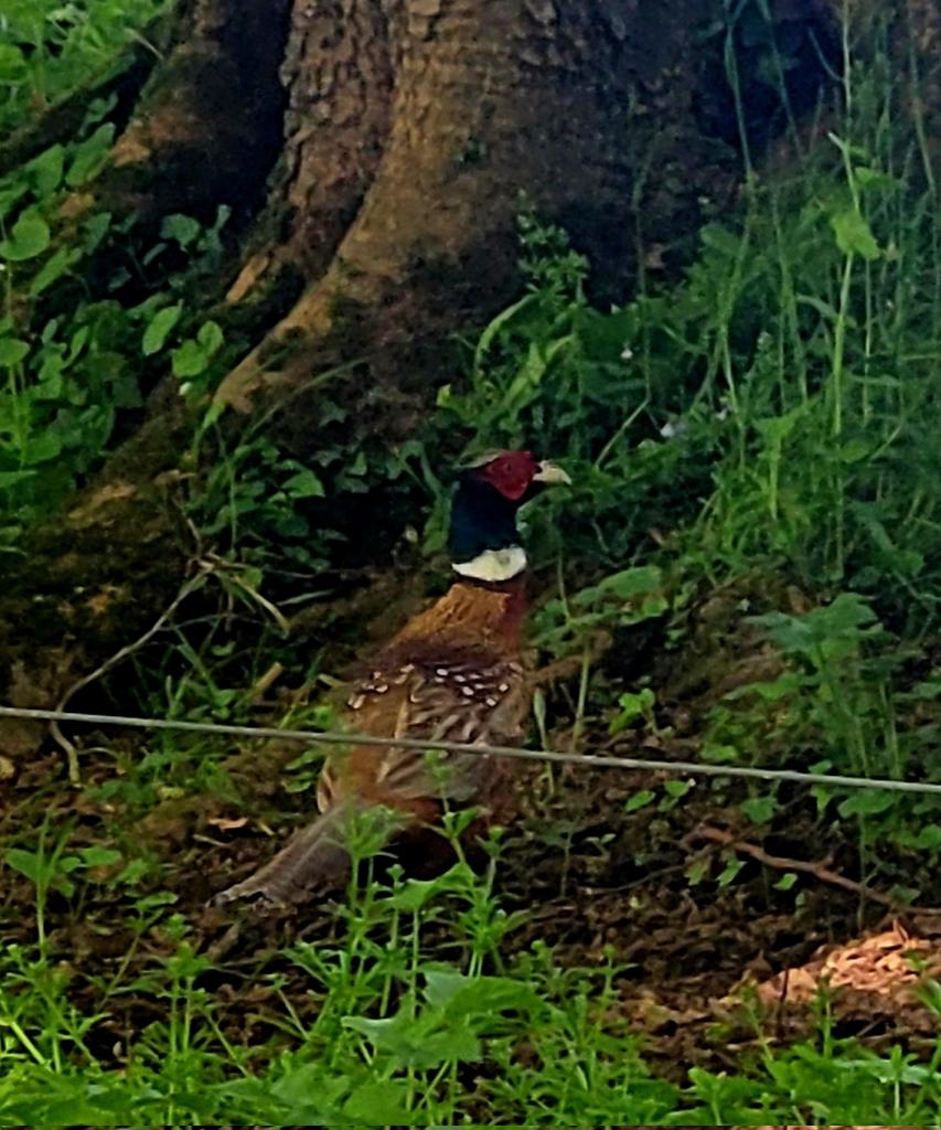 This chap is enjoying  rambling down the avenue this afternoon. 

#MountBriscoeOrganicFarm 
#biodiversity 
#nature