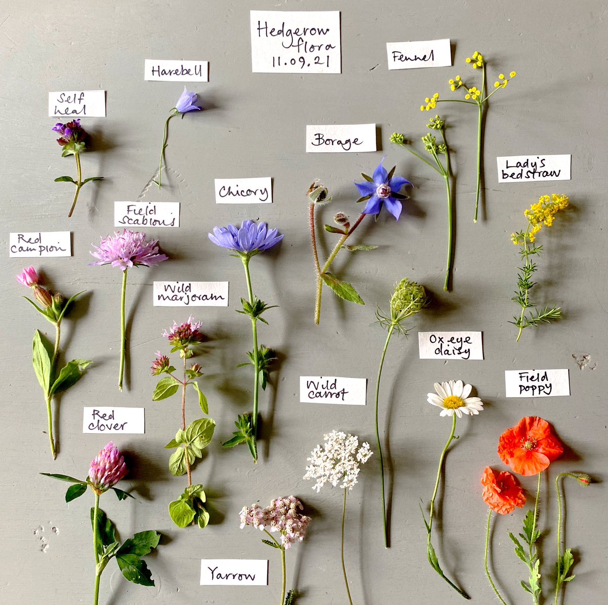 silverpebble's tweet photo. Tomorrow at 8.30pm fine art prints of these 4 photos of mine will go live in  my Etsy shop. 

I make these photos using recent research into the proven beneficial effects of looking at plants &amp; images of nature on mental health &amp; my autistic brain's urge to arrange things neatly: https://t.co/vPHgjCqXSK