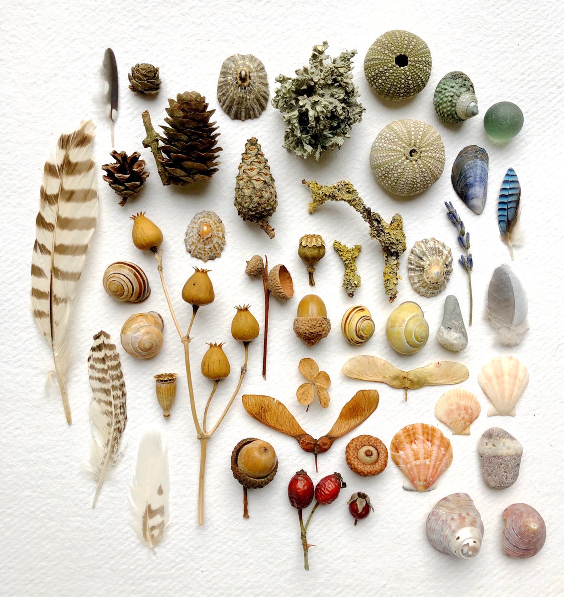 silverpebble's tweet photo. Tomorrow at 8.30pm fine art prints of these 4 photos of mine will go live in  my Etsy shop. 

I make these photos using recent research into the proven beneficial effects of looking at plants &amp; images of nature on mental health &amp; my autistic brain's urge to arrange things neatly: https://t.co/vPHgjCqXSK