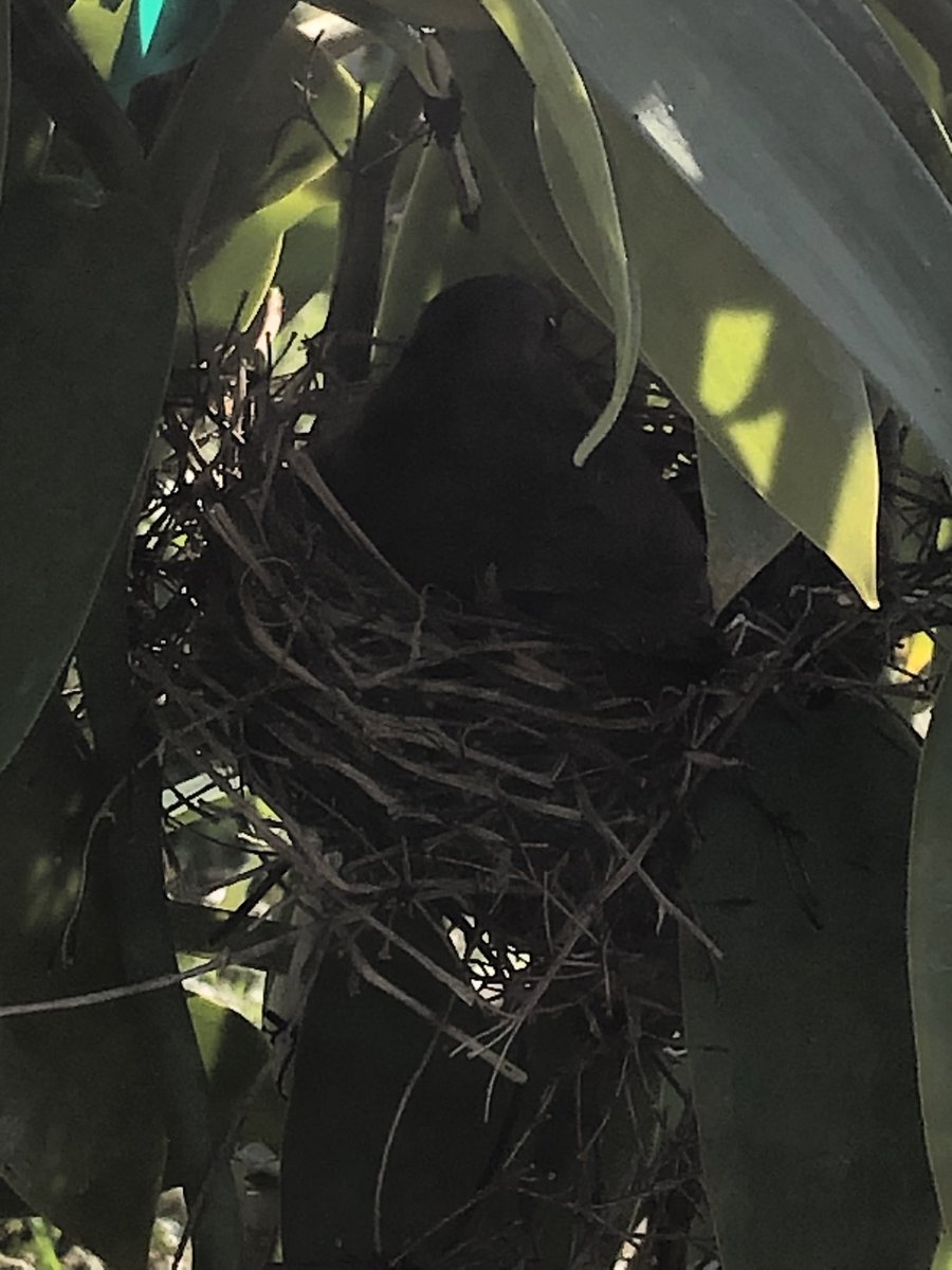 Zack Brym tweet media