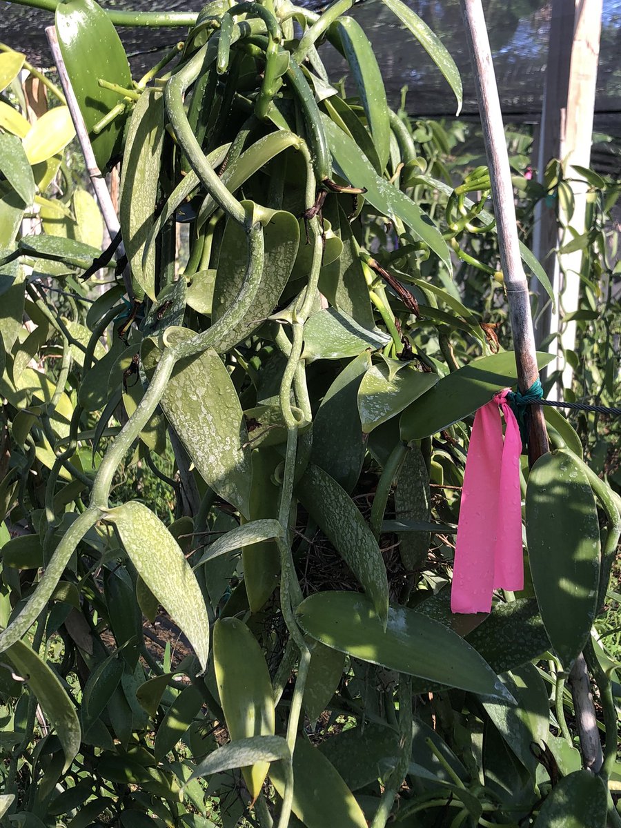 Birds nesting in a vanilla plant?! #ThatsAgroecology