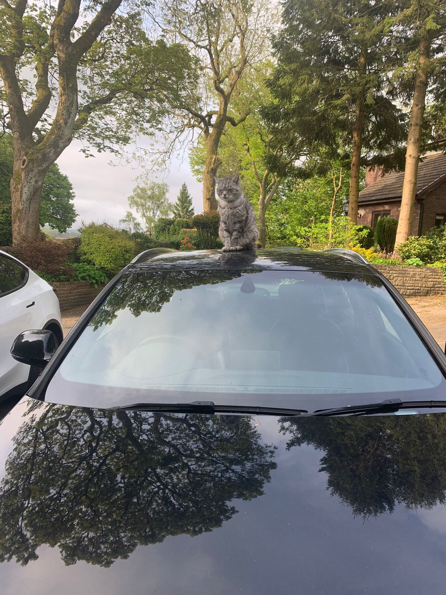 Maxsupercat1's tweet photo. Footprints on the windscreen are nothing to do with me?? https://t.co/zUW0pS5uf6
