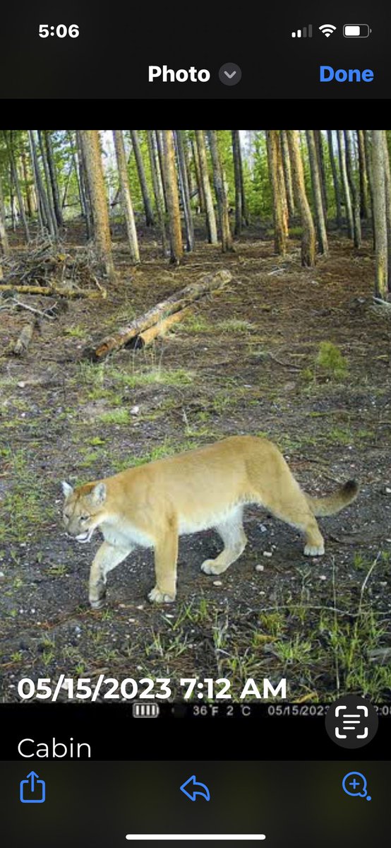 MkhunterHunter's tweet photo. This Wyoming Cat is getting a little to close to home! https://t.co/Ud6FOV7EUz