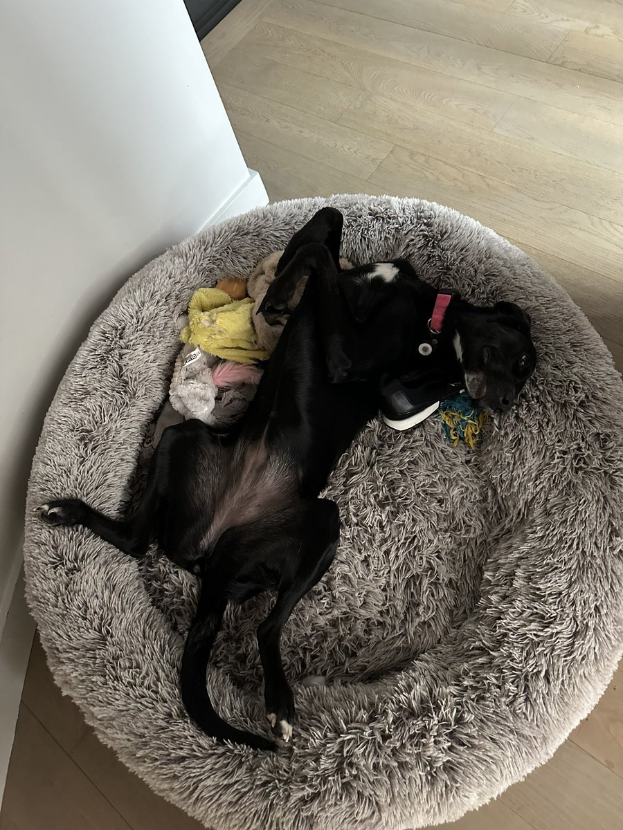 Y en a une qui va bien dormir non ? #simonelechien 
Battons nous sans relâche contre la maltraitance , pas seulement de l'indignation des actes . Le porte monnaie et le vote sont des armes infaillibles. Twittez et retwittez que nous voulons que ça change ! Bises