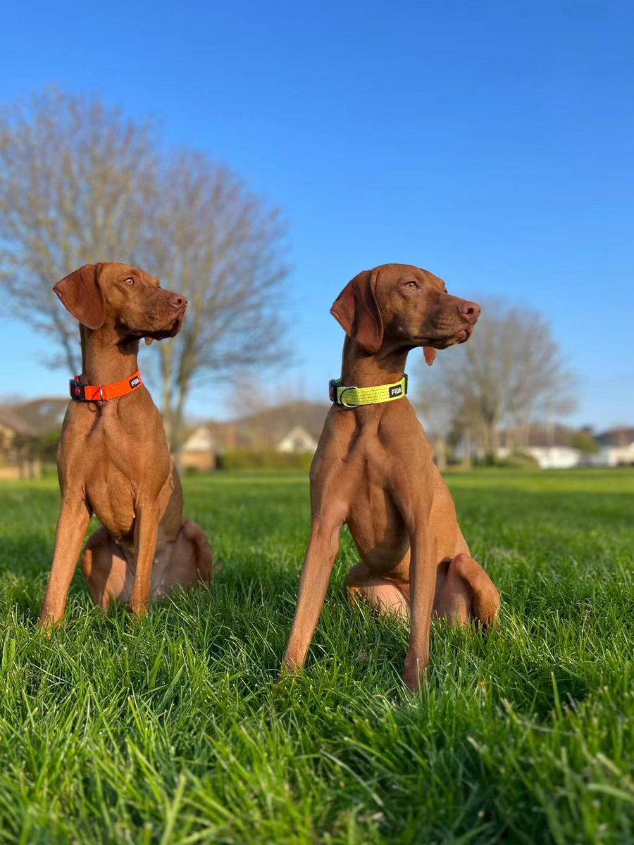 Fidapetus's tweet photo. FIDA has always paid attention to product details. The high-density nylon webbing reflective leash is lightweight and strong enough to withstand the pull of large dogs. 
#FIDA #leash #dogleash #collar #dogcollar #dog #doglife #doglover #hiking  #NaturePhotography https://t.co/LJeEB4TsSR