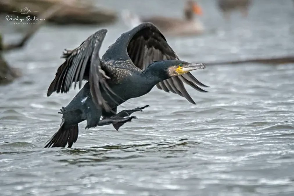 vickyoutenphoto's tweet image. Cormorant coming into land

#wildlife #wildlifephotography #TwitterNatureCommunity #bbccountryfilemagpotd #BBCWildlifePOTD @BBCSpringwatch @ThePhotoHour @wildlifemag @Natures_Voice @Britnatureguide @Team4Nature @NatureUK #cormorant

vickyoutenphotography.com
