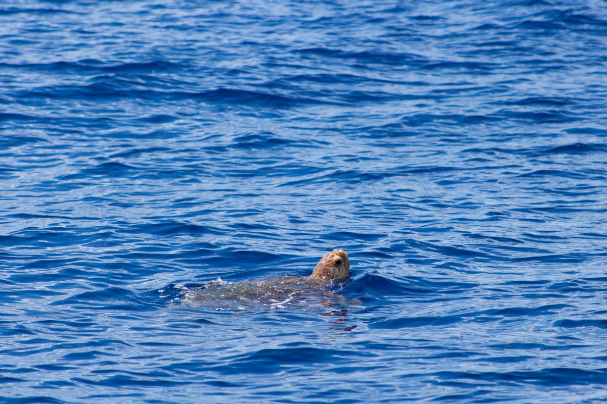 Boat strikes are one of the leading causes of sea turtle strandings. Be vigilant, be ready to slow down or steer clear & if you do run into a sea turtle stand-by and call local wildlife officials.

Learn more: news.yahoo.com/boating-cautio…

#seaturtle #safeboating
Photo: Bethany Holtz