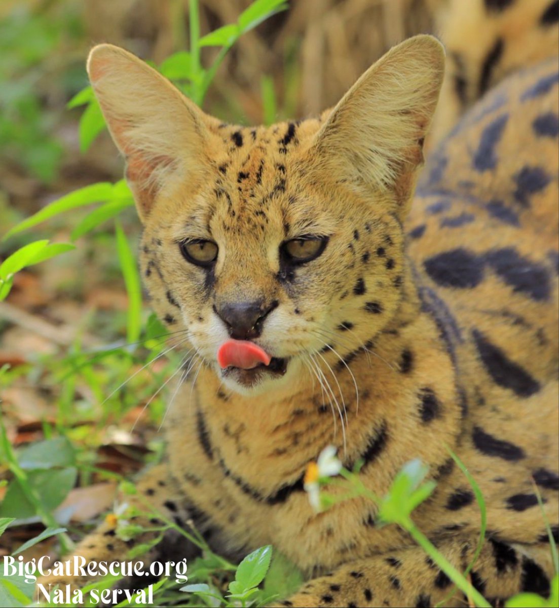Good night Big Cat Rescue Friends! 🌙
Nala serval tell us how you really feel about it only being Wednesday?! 

#GoodNight #BigCats #Rescue #Serval #WednesdayNight #HumpDayWednesday #FunnyMoments #CaroleBaskin