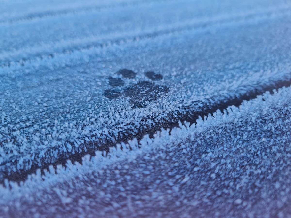 LisaKitto2's tweet photo. One singular cat paw print (left by Millie) in the frosty garden table ♡ #adorable https://t.co/uxpGzwZDAN