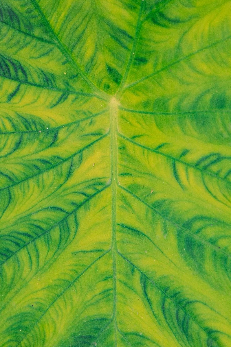 oxyretronave tweet media