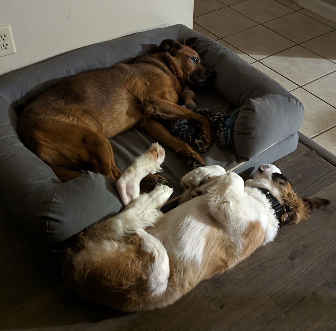 Good night #dogsoftwitter I can't wait to see you in the morning.