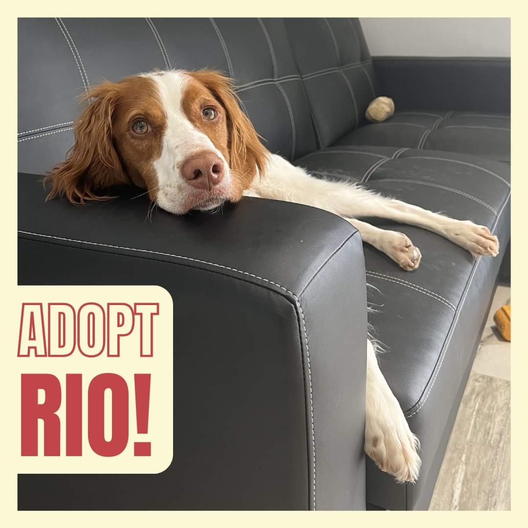 ABR - American Brittany Rescue tweet media